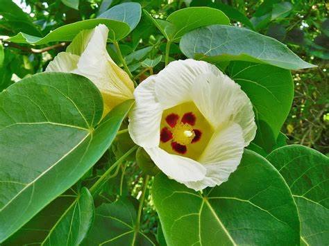 Indian Tulip Tree (Thespesia populnea)